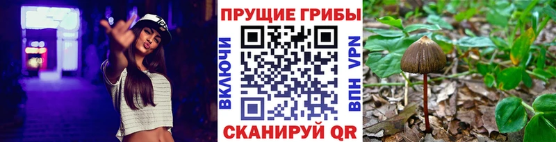 Псилоцибиновые грибы прущие грибы  Моршанск 